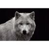 Plakat WHITE WOLF BLUE EYES 91.5 x 61 cm