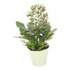 Żyworódka Kalanchoe Femini 40 cm