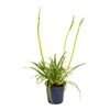 Agapant amourette Blue 40 cm