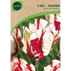 Tulipan papuzi ESTELLA RIJNVELD 5szt. GEOLIA