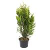 Żywotnik olbrzymi 'Kórnik' 40 - 60 cm