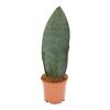 Sansewieria Masoniana 60 cm