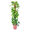 Epipremnum (Scindapsus) 'Aureum' 120 cm
