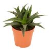 Haworcja West Jogoo 18 cm