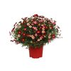 Złocień krzewiasty MIX 25 - 30 cm