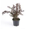 Berberys Thunberga 'Atropurpurea' 30 cm