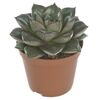 Sukulent MIX 15 cm