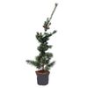 Sosna drobnokwiatowa 'Blue Giant' 100 - 120 cm