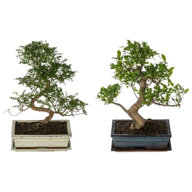  Bonsai  MIX 40 cm Kwiaty doniczkowe w atrakcyjnej cenie 