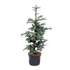 Jodła szlachetna 'Glauca' 80 - 90 cm