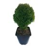 Tuja 'Teddy' 20 - 25 cm (Żywotnik zachodni)