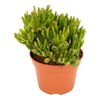 Grubosz Jajowaty Hobbit 20 cm
