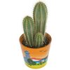 Kaktus Mexico MIX 15 cm
