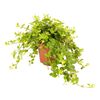Peperomia 'Rondo Ventiano'20 cm