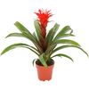 Roślina ozdobna Guzmania 'Hope Red' 50 cm NO NAME