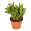 Grubosz Jajowaty Hobbit 15 cm