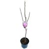 Magnolia MIX 60 - 80 cm