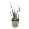 Aloes zwyczajny 35 cm