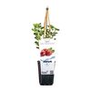 Agrest 26 cm BERRY&MORE™