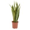 Sansewieria gwinejska MIX 70 cm