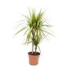 Dracena obrzeżona 70 cm
