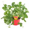Poziomka 'Aleksandria' 10 - 20 cm