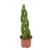 Sansewieria cylindryczna Twist 45 cm