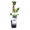 Aronia 26 cm BERRY&MORE™