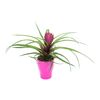 Bromelia mini MIX 20 cm