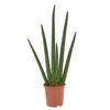 Sansewieria cylindryczna Handshake 85 cm