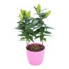 Lilia MIX 40 cm