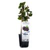 Jeżyna bezkolcowa Merton Thornless 26 cm BERRY&MORE™