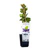 Jagoda 26 cm BERRY&MORE™