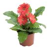 Gerbera MIX 25 cm