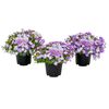 Byliny MIX 10 - 15 cm