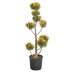 Cyprysik Lawsona 'Ivonne' PONPON 100 - 120 CM