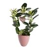 Stefanotis 45 cm