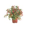 Papryka MIX 20 - 30 cm TWOJA PLANTACJA