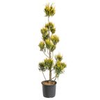 Cyprysik Lawsona 'Ivonne' PONPON 120 - 140 CM