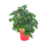 Pomidor balkonowy koktajlowy MIX 20 - 30 cm TWOJA PLANTACJA