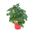 Pomidor balkonowy koktajlowy MIX 20 - 30 cm TWOJA PLANTACJA