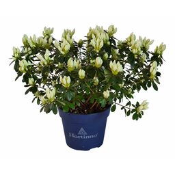 Azalia japońska Evergreen 25 cm