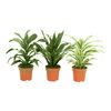 Dracena wonna MIX 50 cm