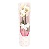 Storczyk Falenopsis 2 pędy 80 cm w szkle