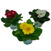 Pierwiosnek MIX 10 - 18 cm (Primula Hethor)