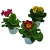 Pierwiosnek wysoki MIX 20 - 30 cm (Primula acaulis)