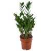 Zamiokulkas zamiolistny 65-70 cm
