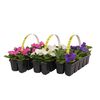 Petunia MIX 10 - 15 cm 10-pak