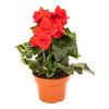 Begonia Elatior MIX 30 cm