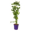 Figa pospolita 60 cm CLEMATIS